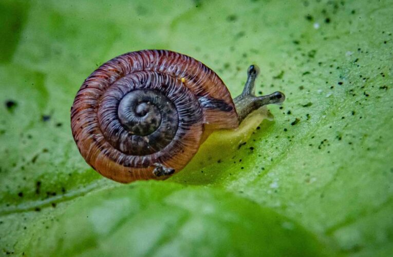 Caracoles ‘al borde de la extinción’ han sido liberados en la naturaleza después de un éxito de reproducción en el Reino Unido