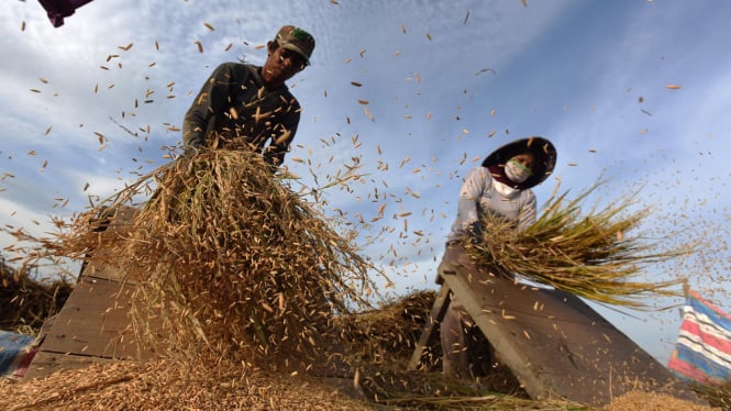 Las instrucciones de Praboo sobre la absorción de grano respondieron positivamente, los agricultores no deben decepcionarse