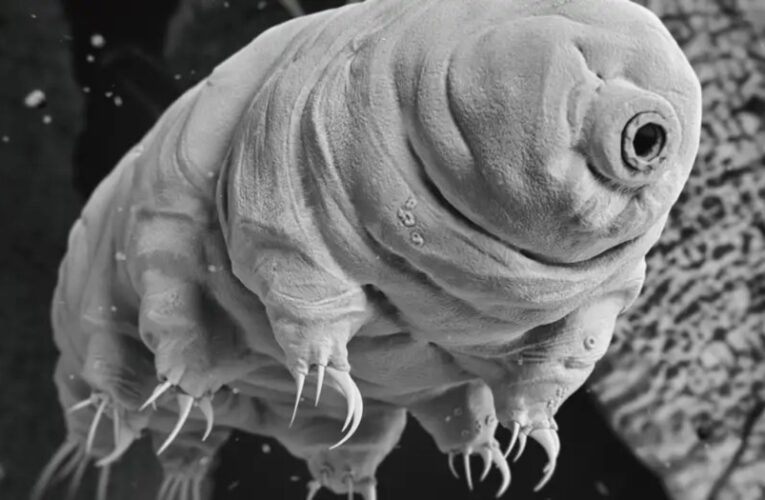 Los científicos creen que han encontrado una solución de radiación cósmica de que los astronautas deben apoyar el espacio