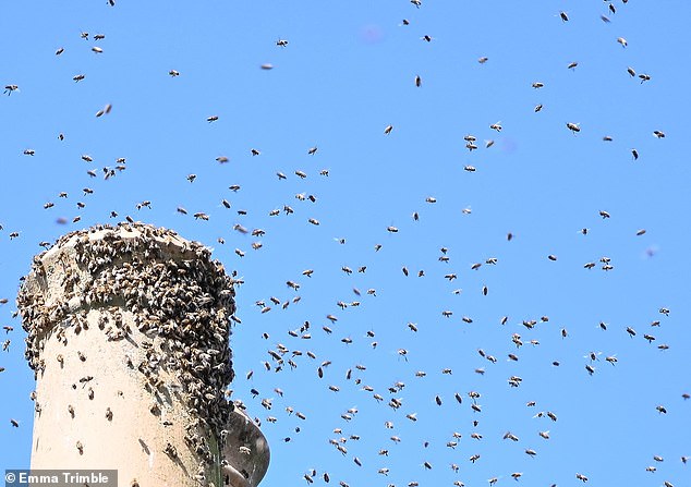 Los lugareños están atrapados por el ‘monzón’ de las abejas como un millón de agua alrededor de su casa