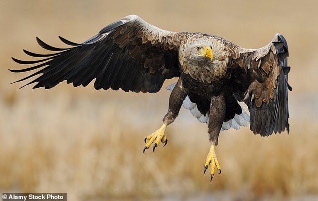 Los potros de Shitland Pony están siendo robados por agallas gigantes de AG que reclaman acción al reclamar la acción