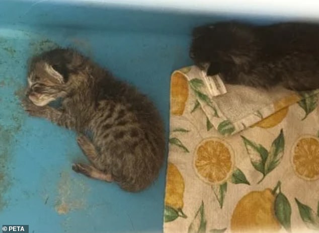 La maestra se disculpa por alimentar a la serpiente en el aula enfermo gatito vivo en vivo