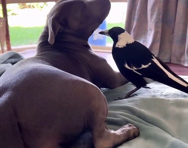 Los propietarios de Molly the Magpie comparten una actualización desgarradora: ‘No se siente real’