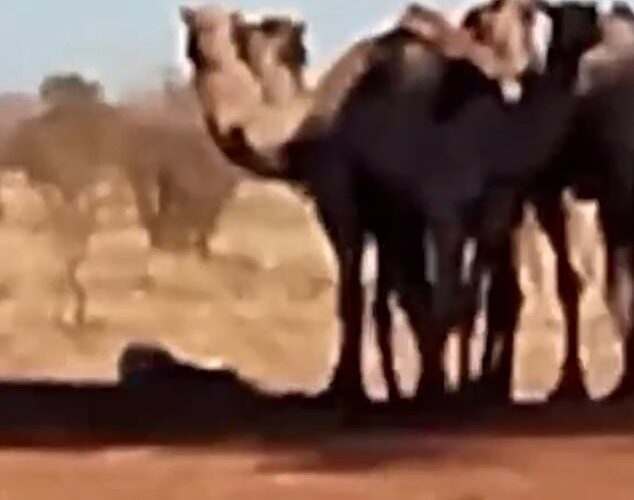 1.000 camellos salvajes arrasan una ciudad en el interior de Australia en busca de agua
